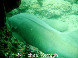 Nurse Shark in reef at mooring buoys off Anglin Pier in L... by Michael Kovach 